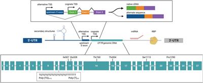 Features of CFTR mRNA and implications for therapeutics development